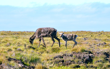 Mother caribou and calf foraging on vegetation on the Arctic tundra